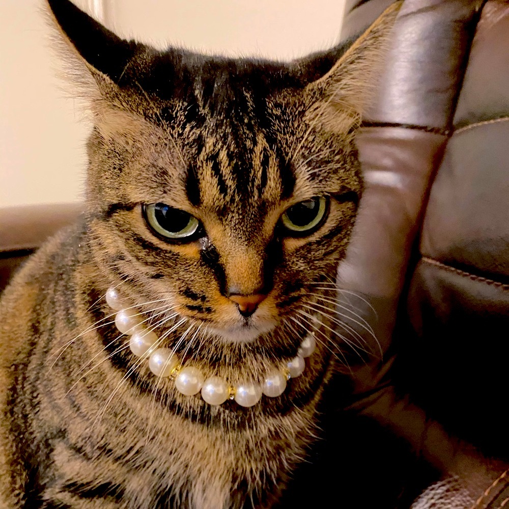 Cat pearls collar 🥰